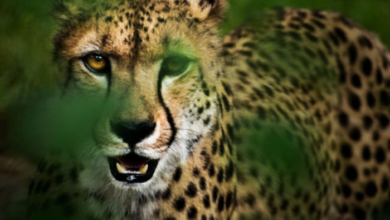 Rajkotupdates.news:Cheetah-Magnificent-But-Fragile-Experts-List-Concerns-For-Cheetahs