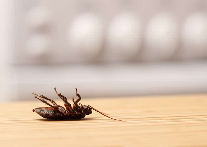 5 Disgusting Reasons Why You Should Get Rid of Roaches