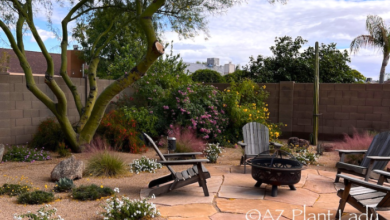 Landscape Ideas for Texas Front Yard